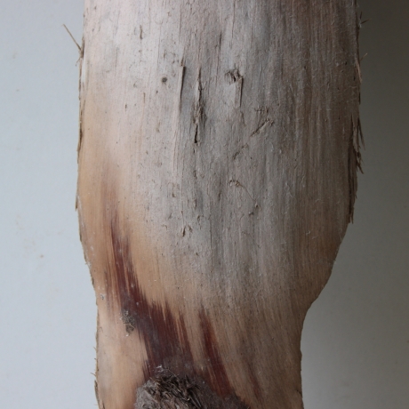 Treibholz Schwemmholz Driftwood 1 knorrige  Skulptur  49  cm 