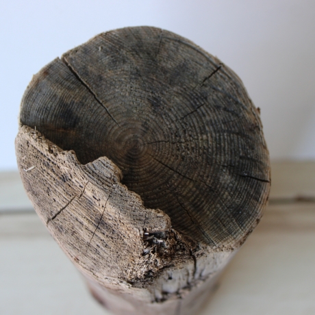 Treibholz Schwemmholz Driftwood 1  Stamm  Terrarium 43 cm 