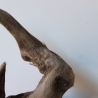 Treibholz Schwemmholz Driftwood 1  Wurzel  Terrarium 37 cm