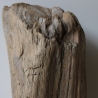 Treibholz Schwemmholz Driftwood 1 knorrige  XL Skulptur  46 cm 