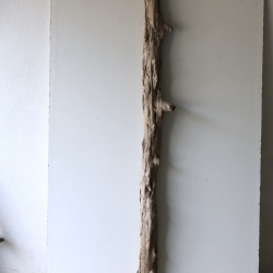 Treibholz Schwemmholz Driftwood 1 MEGA Stamm  Terrarium 155 cm