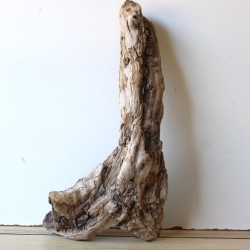 Treibholz Schwemmholz Driftwood 1 knorrirge Skulptur  48 cm 
