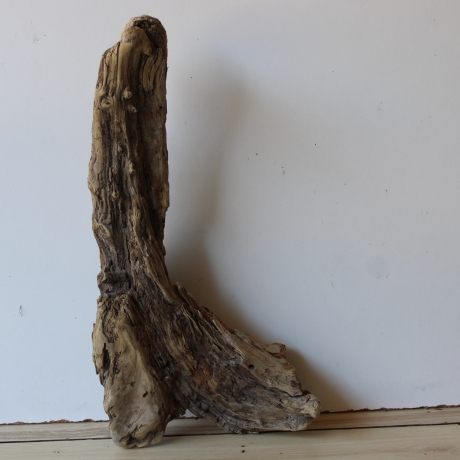 Treibholz Schwemmholz Driftwood 1 knorrirge Skulptur  48 cm 