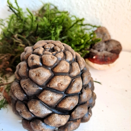 Zapfen Baumzapfen Pinienzapfen Pinie Deko Herbst Beton