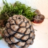 Zapfen Baumzapfen Pinienzapfen Pinie Deko Herbst Beton