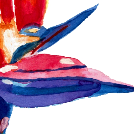 Paradiesblume Bird of Paradise Handgemaltes Aquarell