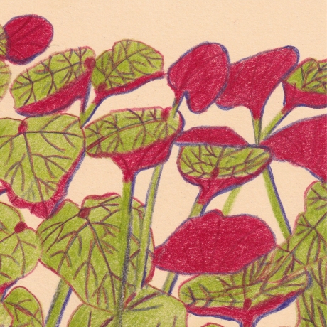 Begonienblätter Handgezeichnete Buntstiftzeichnung Original