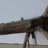 Treibholz Schwemmholz Driftwood 1  Wurzel  Terrarium 46 cm 