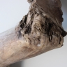 Treibholz Schwemmholz Driftwood 1 XXL  Wurzel  Terrarium 68 cm 