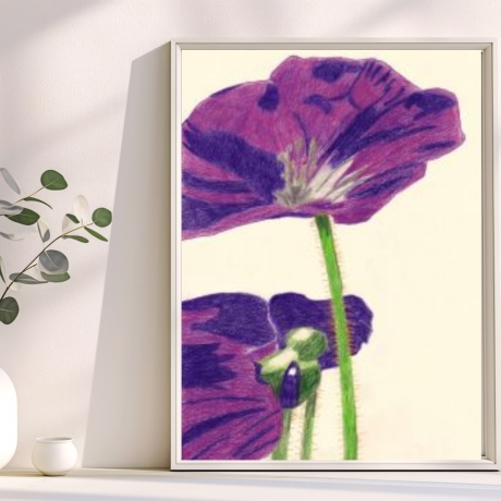 Wiesen Storchschabel Buntstiftzeichnung Original Handgezeichnet