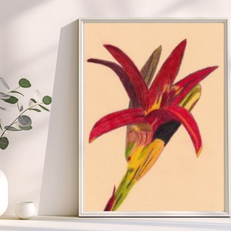 Tag Lilie Handgezeichnete Buntstiftzeichnung Original