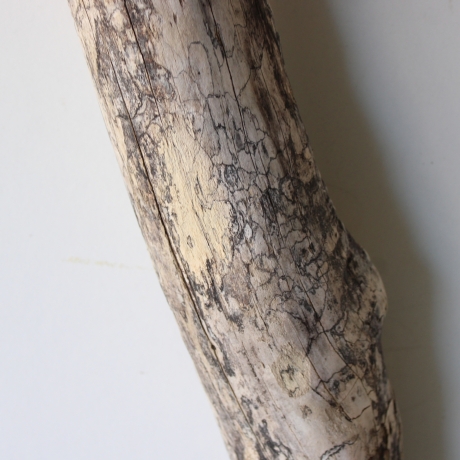 Treibholz Schwemmholz Driftwood 1 MEGA Stamm  Terrarium 174 cm 