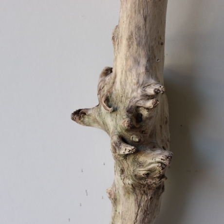 Treibholz Schwemmholz Driftwood 1 XL Ast  Garderobe 101 cm 