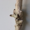 Treibholz Schwemmholz Driftwood 1 XL Ast  Garderobe 101 cm 