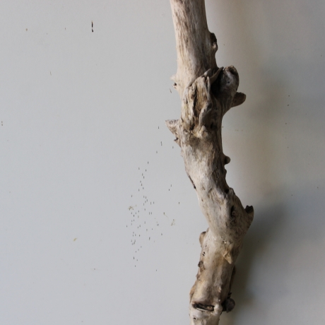 Treibholz Schwemmholz Driftwood 1 XL Ast  Garderobe 101 cm 