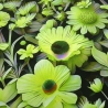Stoff Viskose Jersey Blumenmuster Blüten grün gelb schwarz bunt