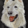 Ranon - Weißer Schweizer Schäferhund - Vollstick - 13x18