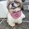 ITH Halstuch für kleine Hunde/ Katzen abgerundet - 20x20 Rahmen