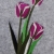 Tulpen 13x18 Bertaria