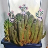 Kaktus Blumenpieker Stickdatei ITH Satinstick und Mehrfachbogen