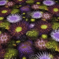 Stoff Viskose Jersey Blumen schwarz lila flieder grün rosa bunt