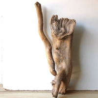 Treibholz Schwemmholz Driftwood 1 knorrige XXL Wurzel  75 cm 
