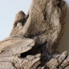 Treibholz Schwemmholz Driftwood 1 knorrige  Skulptur  28 cm 
