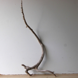 Treibholz Schwemmholz Driftwood 1 XL  Wurzel  Terrarium  82 cm 