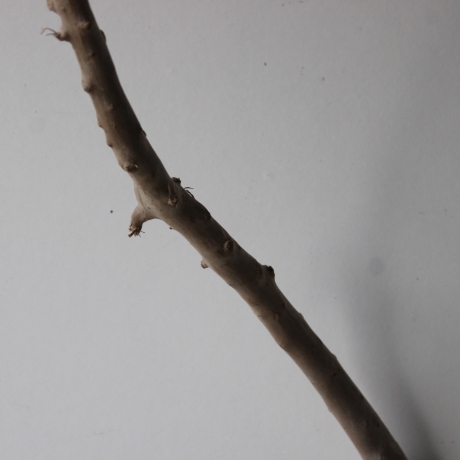 Treibholz Schwemmholz Driftwood 1 XL  Wurzel  Terrarium  82 cm 