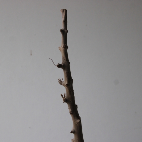 Treibholz Schwemmholz Driftwood 1 XL  Wurzel  Terrarium  82 cm 