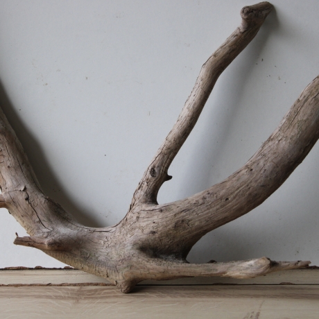 Treibholz Schwemmholz Driftwood 1 XL  Wurzel  Terrarium  57 cm 