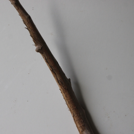 Treibholz Schwemmholz Driftwood 1 XL  Wurzel  Terrarium  57 cm 