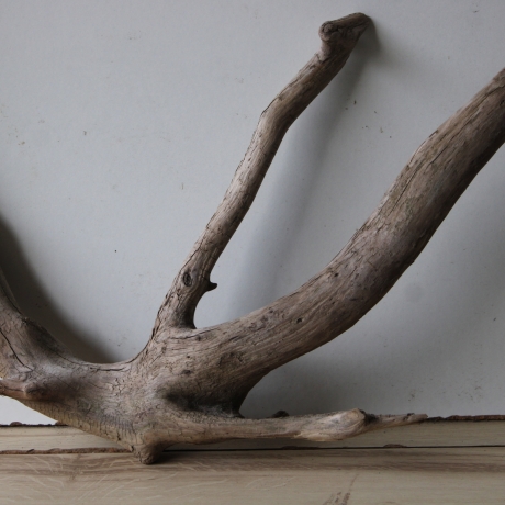 Treibholz Schwemmholz Driftwood 1 XL  Wurzel  Terrarium  57 cm 