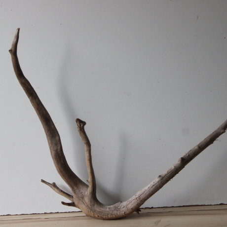 Treibholz Schwemmholz Driftwood 1 XL  Wurzel  Terrarium  57 cm 