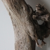 Treibholz Schwemmholz Driftwood 1 XXL  Skulptur  95 cm 