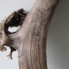 Treibholz Schwemmholz Driftwood 1 XXL  Skulptur  95 cm 