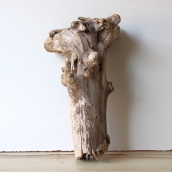 Treibholz Schwemmholz Driftwood 1 knorrige  Wurzel  38 cm 