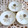 Vintage♥Rosenthal Teller-Set♥Design Schattenrose♥60er Jahre