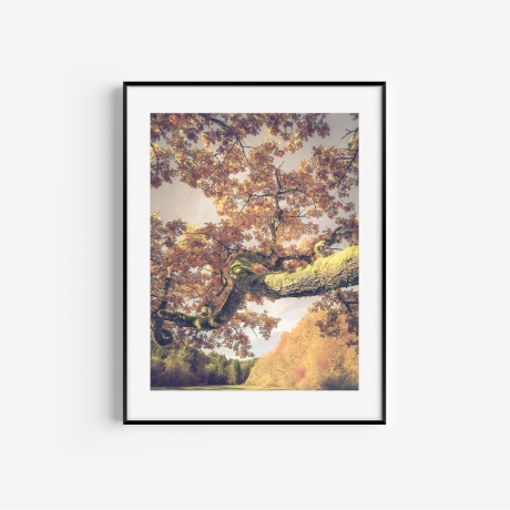 Fotografie Baum im Herbstlicht - FineArt Druck