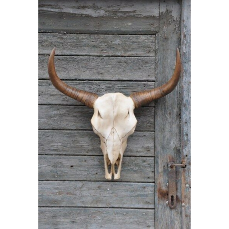Schöne Wanddekoration - Büffelschädel. 63 cm.