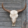 Schöne Wanddekoration - Büffelschädel. 63 cm.