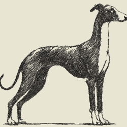 Ferberline Stickdatei Scribble Galgo ab 10x10