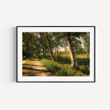 Fotografie Birken Allee - FineArt Druck