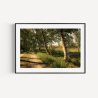 Fotografie Birken Allee - FineArt Druck