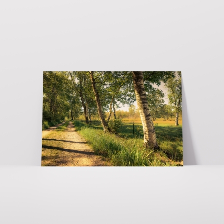 Fotografie Birken Allee - FineArt Druck