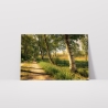 Fotografie Birken Allee - FineArt Druck