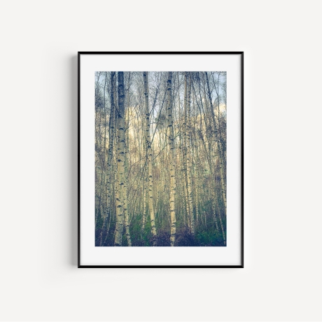 Fotografie Birkenhain - FineArt Druck