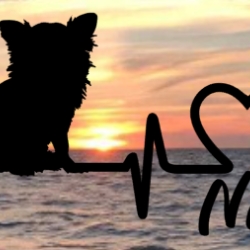 Aufkleber Herzlinie Heartbeat Hund Chihuahua Langhaar