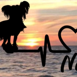 Aufkleber Herzlinie Heartbeat Hund Chinesischer Schopfhund