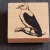 1 Stempel Specht